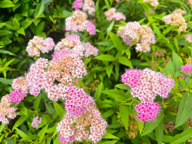 粉花绣线菊 