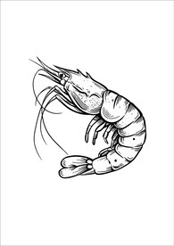 虾插画