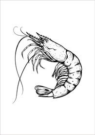虾插画
