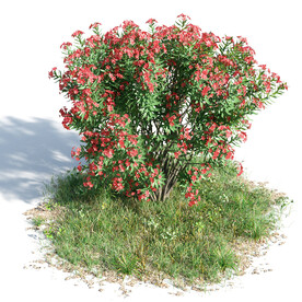 C4D模型 绿色植物