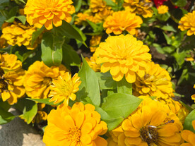 百日菊