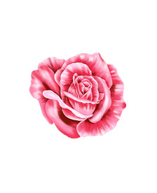 玫瑰花