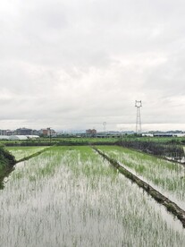 乡村稻田