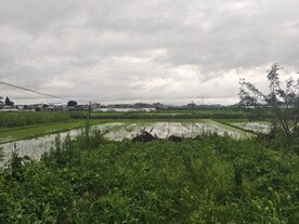 乡村田野