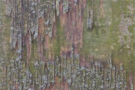 木板木纹背景纹理花纹素材