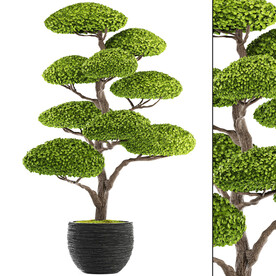 C4D模型 绿色植物