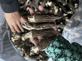 羊肚菌