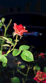 夜幕下的玫瑰花红玫瑰