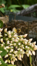 白色花朵 一簇花朵