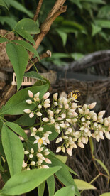 白色花朵特写小白花配绿叶小清新