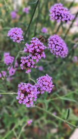 几朵柳叶马鞭草紫色的花