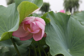 荷花  莲