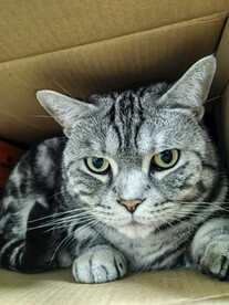 猫猫