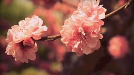 枝头盛开的小粉花