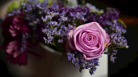 开放的粉色玫瑰