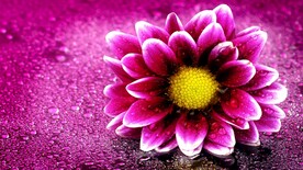 红色的大丽花特写