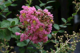 紫薇花 