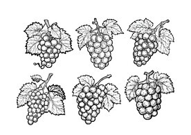 葡萄插画