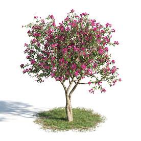 C4D模型 绿色植物