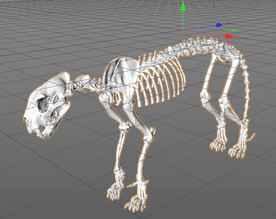 C4D模型 骨头