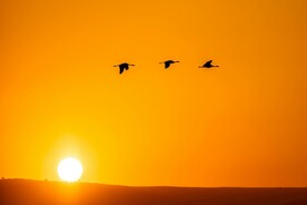 霞光一排大雁