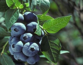 蓝莓