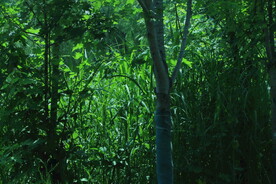  动物园风景  