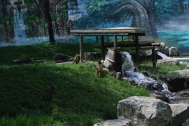 动物园风景  