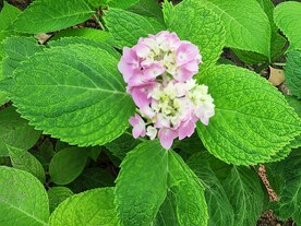 绣球花  