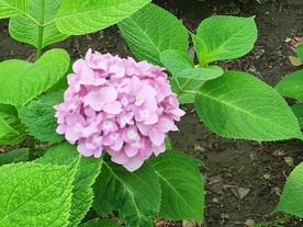 绣球花  