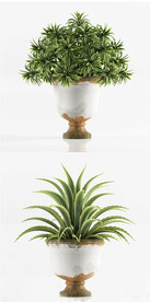 C4D模型 绿色植物