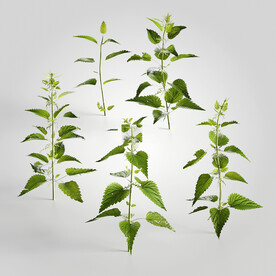 C4D模型 绿色植物