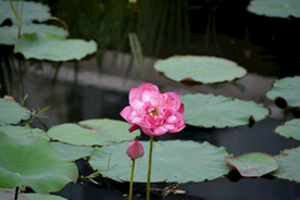 粉色荷花 