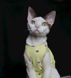 宠物猫