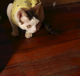 小猫德文