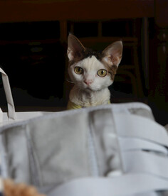 小猫德文