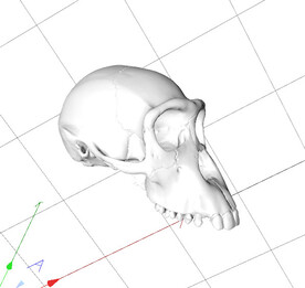 C4D模型 头骨
