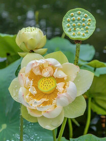 重瓣荷花