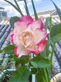 月季花