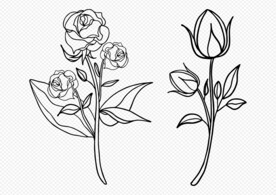 玫瑰花
