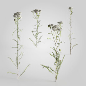 C4D模型 绿色植物