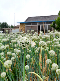 葱花