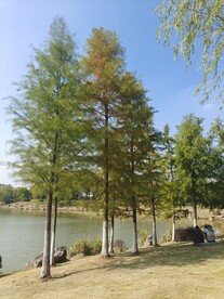 落雨杉