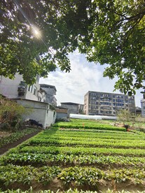 菜地种菜