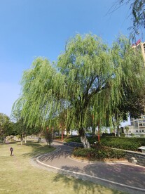 大柳树