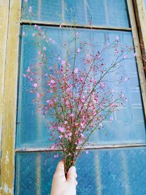 土人参