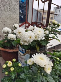 菊花