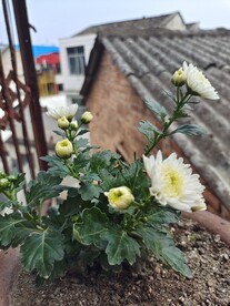 菊花花苞