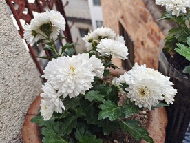 种菊花