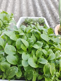 白菜鸡毛菜